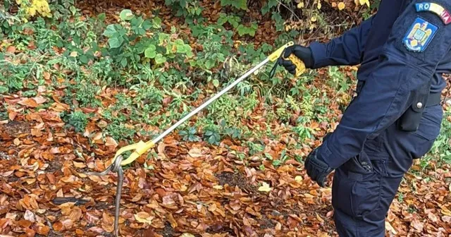 O persoană în uniformă albastră folosește un instrument lung și galben pentru a prinde un șarpe de pe un covor de frunze uscate.
