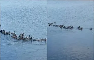 Un grup de păsări de apă înoată pe o suprafață de apă de culoare albastră sub un cer luminos.