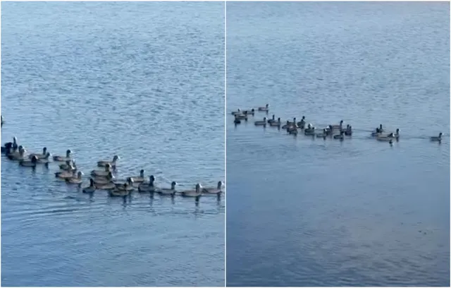 Un grup de păsări de apă înoată pe o suprafață de apă de culoare albastră sub un cer luminos.