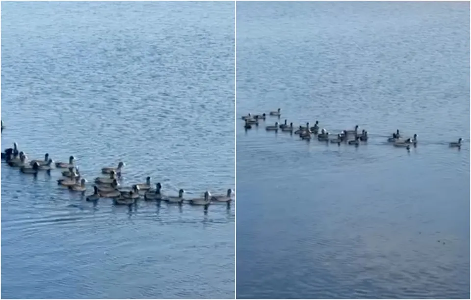 Un grup de păsări de apă înoată pe o suprafață de apă de culoare albastră sub un cer luminos.