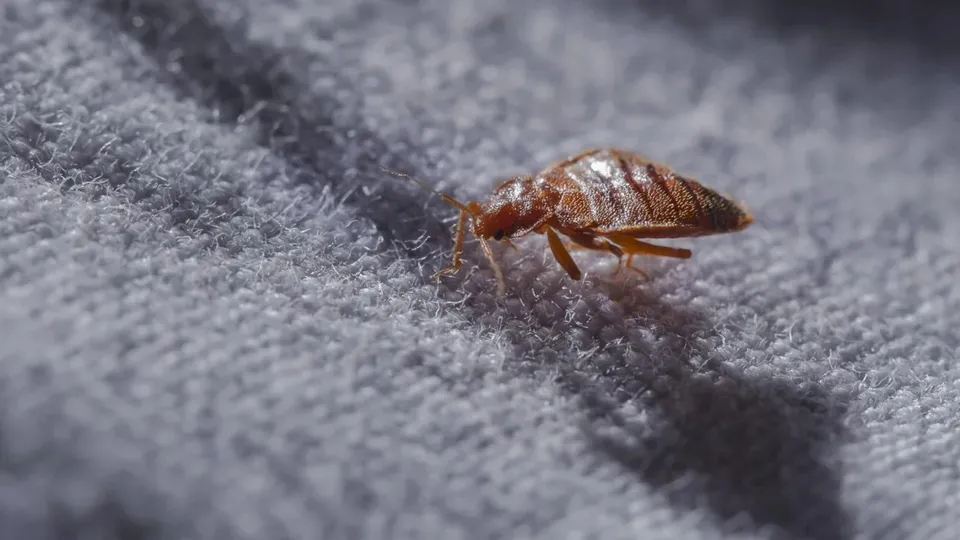 Un insect de culoare maro este așezat pe o suprafață textilă gri și pufoasă.