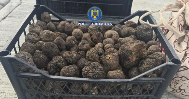 O cutie neagră de plastic conține numeroase trufe întregi cu suprafață neregulată și închisă la culoare.