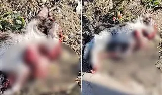 Două imagini de aproape arată un animal cu blană gri și albă întins pe iarbă și pământ, cu zone roșii difuze pe corp.