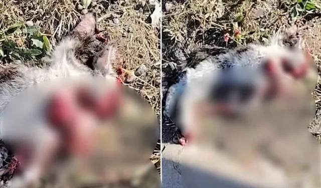 Două imagini de aproape arată un animal cu blană gri și albă întins pe iarbă și pământ, cu zone roșii difuze pe corp.