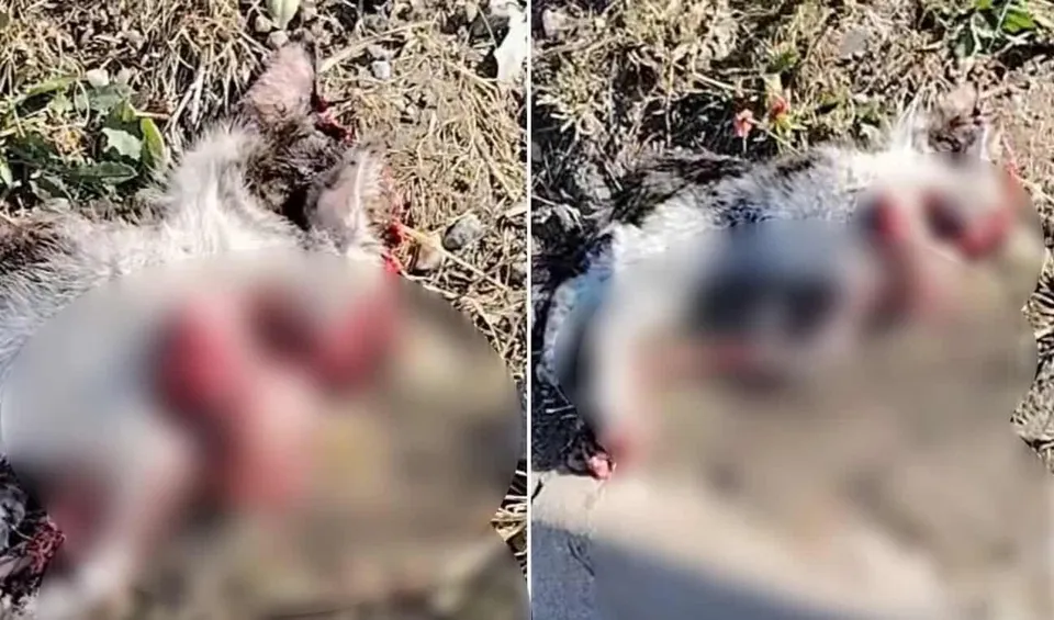 Două imagini de aproape arată un animal cu blană gri și albă întins pe iarbă și pământ, cu zone roșii difuze pe corp.