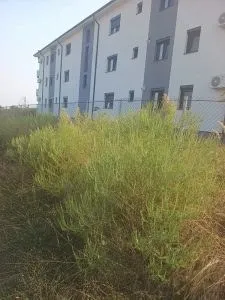 O tufă de plante verzi crește în fața unui clădire de culoare albă și gri cu ferestre rectangulare.