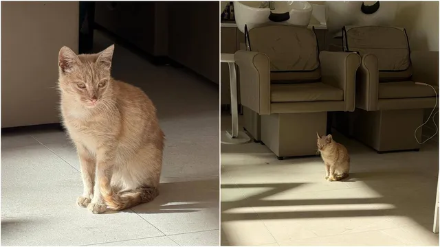 Un motănel de culoare ginger stă pe un podea deschisă lângă două fotolii de culoare deschisă.