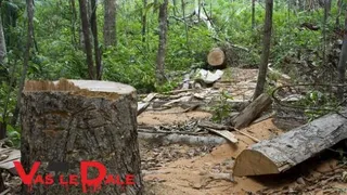 Un trunchi de copac tăiat stă în prim-plan, iar în fundal se observă bușteni tăiați și resturi de lemn într-o zonă cu vegetație densă.
