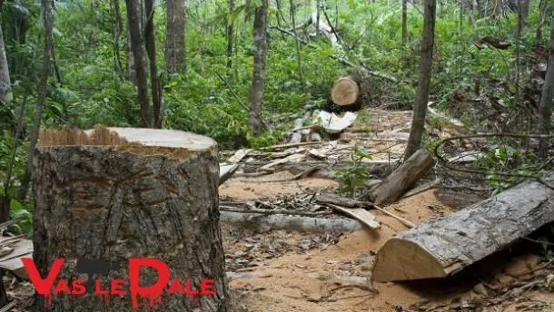 Un trunchi de copac tăiat stă în prim-plan, iar în fundal se observă bușteni tăiați și resturi de lemn într-o zonă cu vegetație densă.