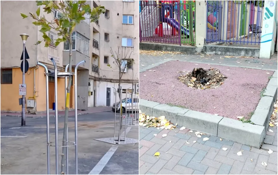 Imagine compusă cu un copac tânăr susținut de suport metalic pe un trotuar și un pat de plante cu resturi vegetale pe un teren nisipos.