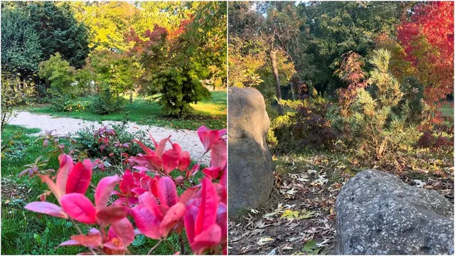 Două fotografii prezintă vegetație cu frunze verzi și roșii, un drum de pietriță și câteva pietre mari pe un teren acoperit de frunze uscate.