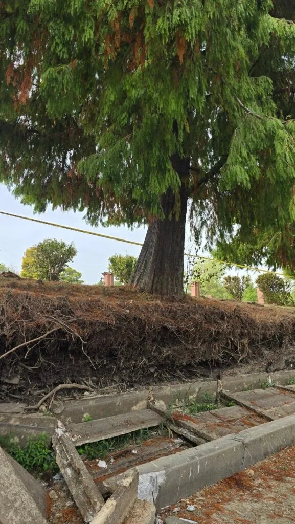 Un copac mare cu frunziș verde crește pe un mal de pământ ridicat, deasupra unor structuri de beton gri și resturi de lemn.
