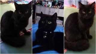 Trei fotografii separate prezintă trei pisici negre cu ochi galbeni, una dintre ele purtând o zgărdă roz cu un pandantiv argintiu.