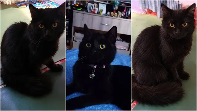 Trei fotografii separate prezintă trei pisici negre cu ochi galbeni, una dintre ele purtând o zgărdă roz cu un pandantiv argintiu.