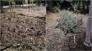 Două fotografii prezintă ramuri și resturi vegetale întinse pe un teren cu pământ și frunze uscate.