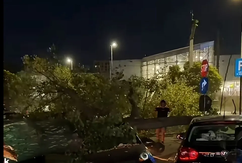 Un arbore mare cu frunziș verde este așezat peste mașini pe un drum asfaltat, sub iluminarea unor felinare nocturne.