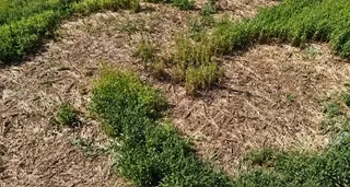 O porțiune de teren cu iarbă verde și zone cu vegetație uscată și brună.