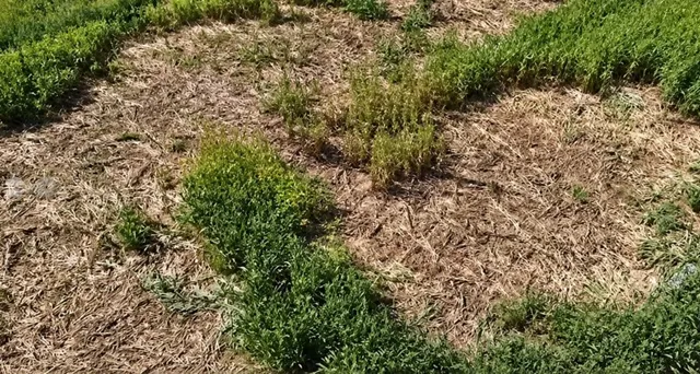 O porțiune de teren cu iarbă verde și zone cu vegetație uscată și brună.