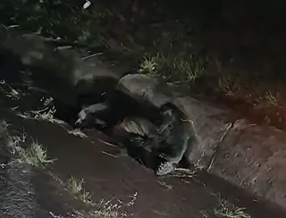 Un animal de talie mare cu blană închisă la culoare este întins pe un drum asfaltat lângă marginea unei vegetații deasă.