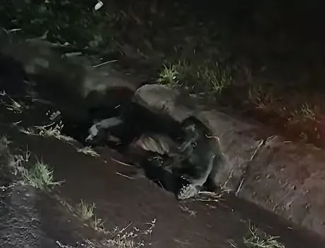 Un animal de talie mare cu blană închisă la culoare este întins pe un drum asfaltat lângă marginea unei vegetații deasă.