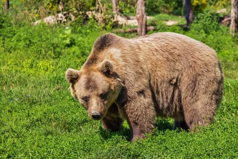 Un urs brun stă pe o iarbă verde într-o zonă cu vegetație densă.