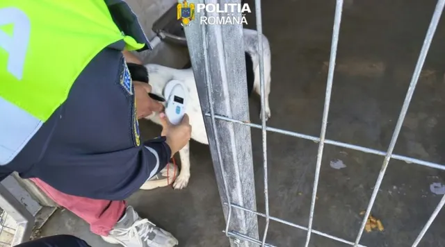 Un politist in uniform deschide un dispozitiv mic in apropierea unui câine alb aflat intr-un compartiment delimitat de o grati de metal.