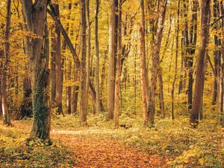 Copaci înalți cu frunziș galben și portocaliu cresc într-o pădure, acoperind un drum îngust cu frunze căzute la sol.