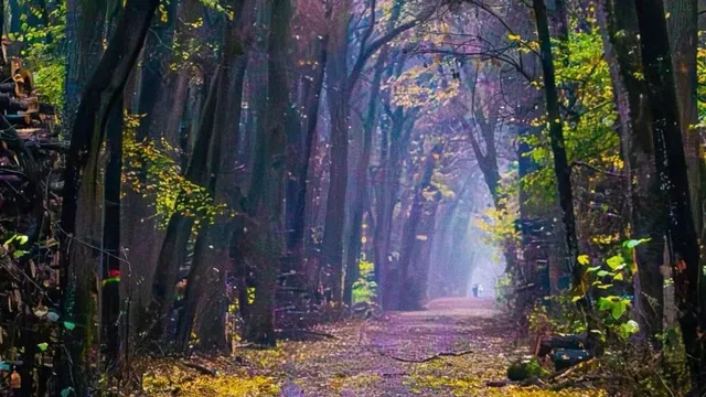 Un drum îngust străbate o pădure densă cu copaci înalți și frunziș colorat sub o lumină difuză.