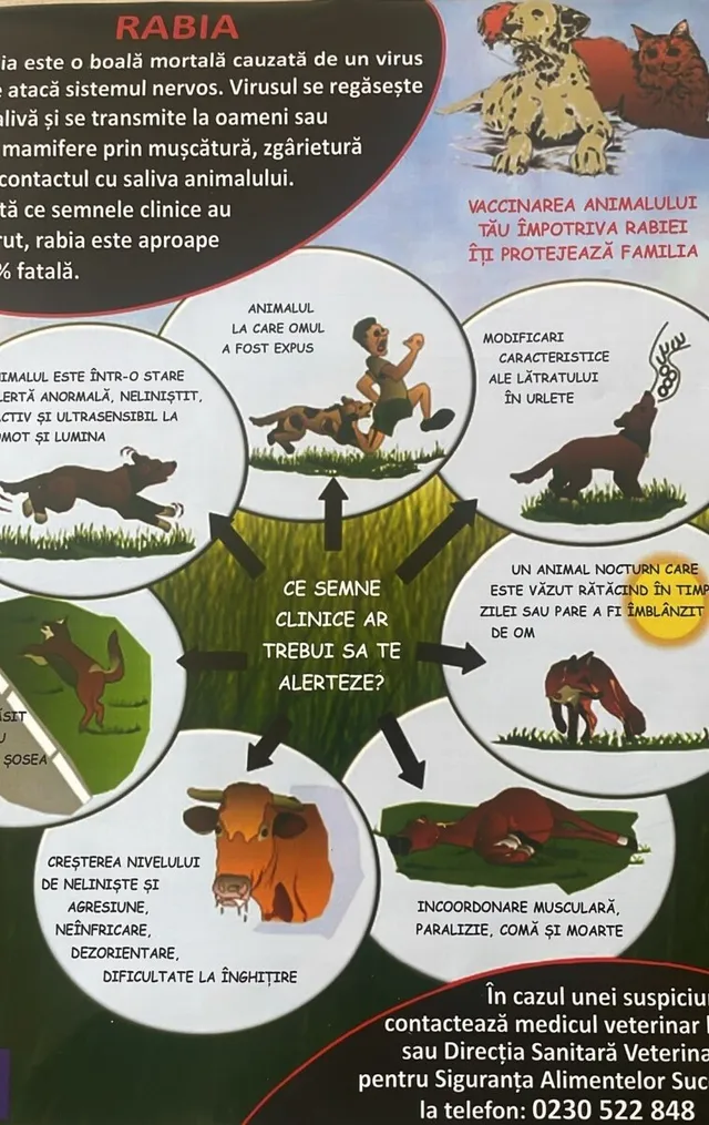 Un afiș informativ despre rabie prezintă ilustrații cu animale precum vulpi, un câine și o pisică, alături de diverse diagrame și text explicativ.
