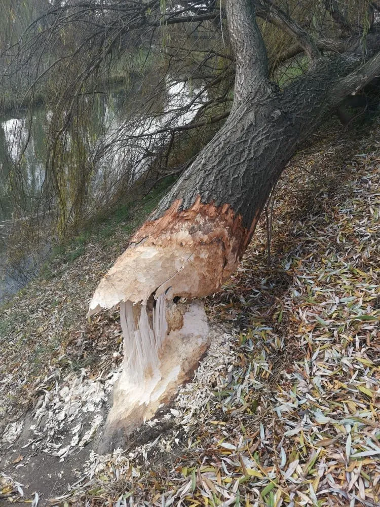 Un trunchi de copac este parțial dezbrăcat de scoarță, lăsând la vedere lemnul deschis și resturi de scoarță pe solul acoperit cu frunze uscate.