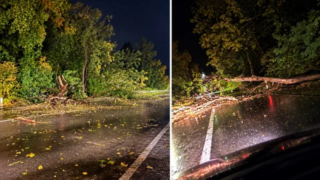 Două fotografii de noapte prezintă un trunchi de copac și ramuri întinse pe un drum asfaltat umed sub lumini artificiale.