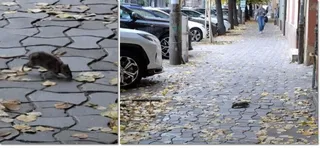 Două imagini compuse arată rozătoare pe un trotuar pavat cu pietre gri și frunze uscate, lângă mașini parcate și un pieton.