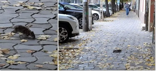 Două imagini compuse arată rozătoare pe un trotuar pavat cu pietre gri și frunze uscate, lângă mașini parcate și un pieton.