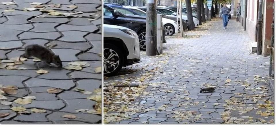 Două imagini compuse arată rozătoare pe un trotuar pavat cu pietre gri și frunze uscate, lângă mașini parcate și un pieton.
