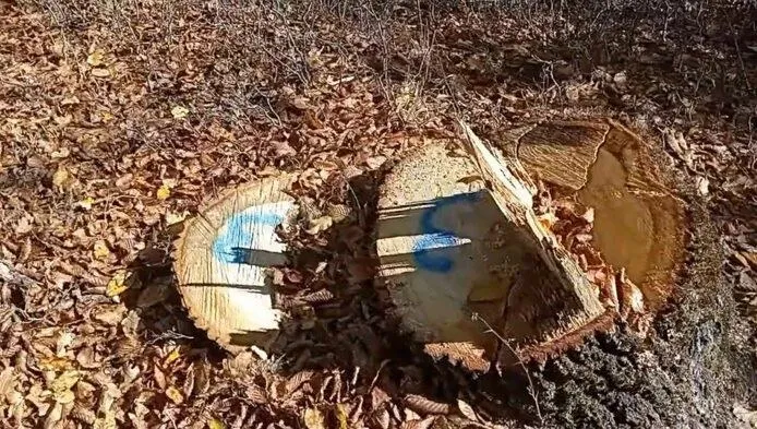 Trei tăieturi de trunchi de copac cu urme de vopsea albastră sunt vizibile pe un teren acoperit de frunze uscate de culoare maro.