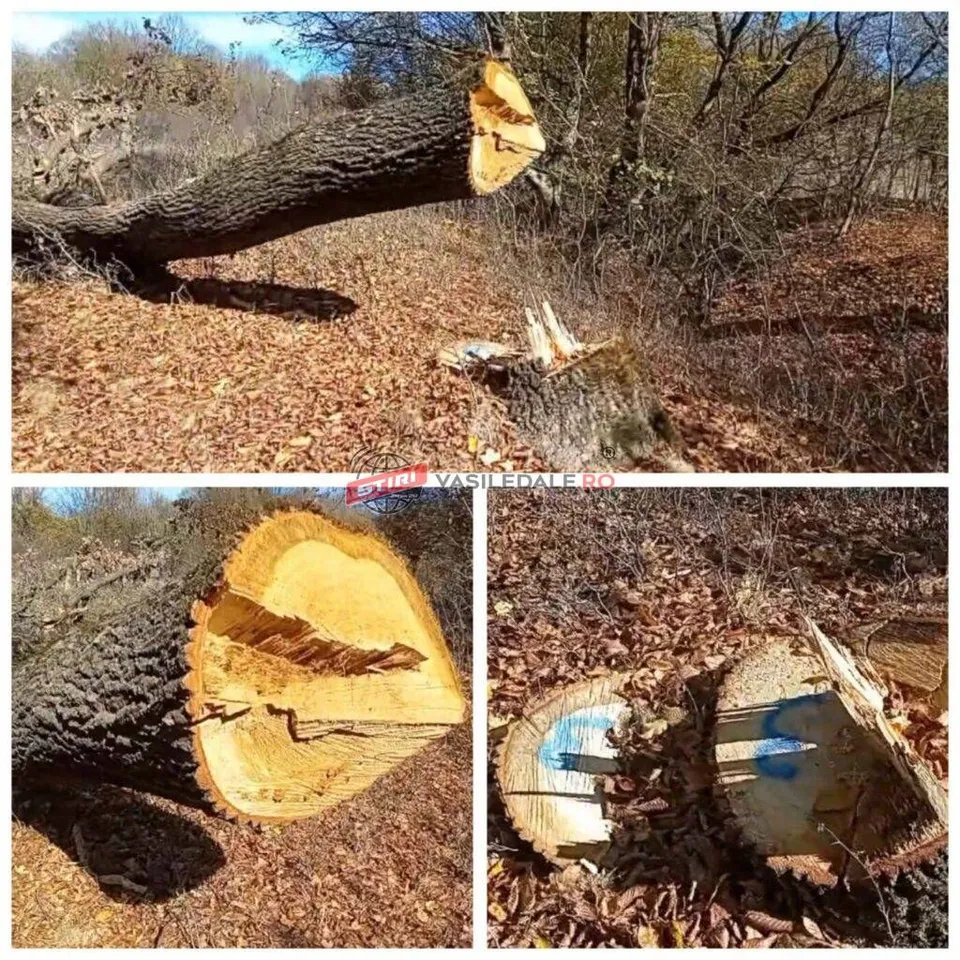 Un trunchi de copac tăiat zace pe un teren acoperit cu frunze uscate, alături de un ciot și alte secțiuni de lemn tăiate.