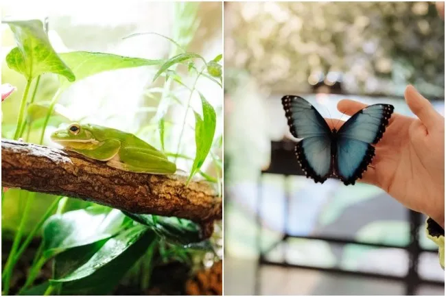 O broscuță verde stă pe o ramură de copac, iar o mână ține un fluture albastru cu aripi negre.