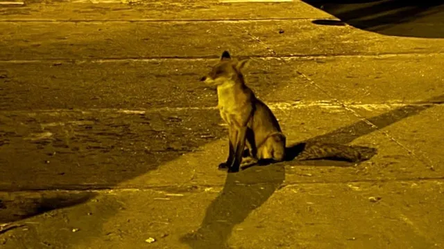 O vulpe stă în poziție de șezut pe o suprafață asfaltată sub o lumină galbenă intensă.