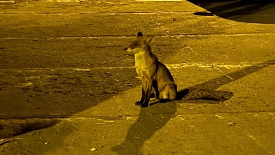 O vulpe stă în poziție de șezut pe o suprafață asfaltată sub o lumină galbenă intensă.