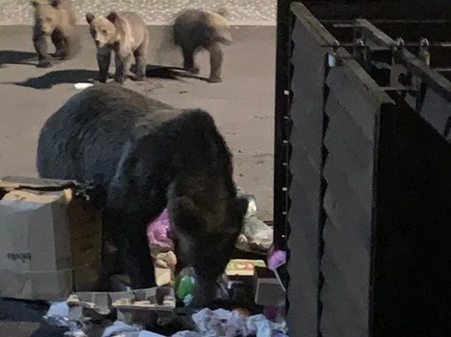 Un urs mare stă lângă containere și resturi de deșeuri, în timp ce trei urși mai mici se află în fundal pe o suprafață asfaltată.