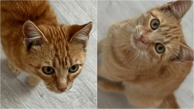 Două fotografii cu un motan de culoare portocalie, prezentat din unghiuri diferite pe o suprafață gri deschisă.