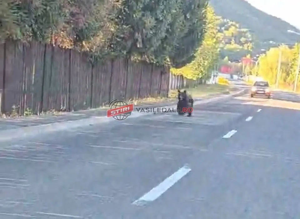 Un urs brun merge pe marginea unei drumuri asfaltate lângă un gard de lemn și vegetație.