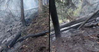 Două imagini suprapuse prezintă un teren împădurit cu trunchiuri de copaci căzute și sol acoperit de cenușă și resturi vegetale arse.