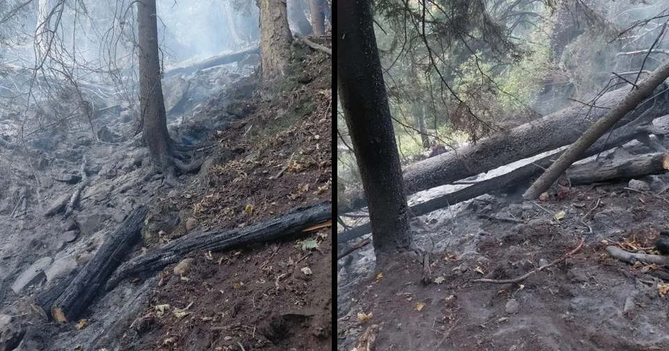 Două imagini suprapuse prezintă un teren împădurit cu trunchiuri de copaci căzute și sol acoperit de cenușă și resturi vegetale arse.