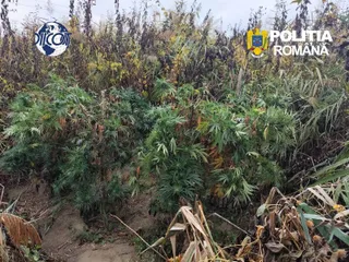 Plante verzi cu frunze ascuțite cresc într-un câmp lângă tulpini de porumb uscate sub un cer înnorat.