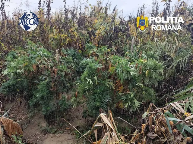 Plante verzi cu frunze ascuțite cresc într-un câmp lângă tulpini de porumb uscate sub un cer înnorat.