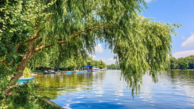 Un copac cu frunze verzi lungi se apleacă peste o suprafață de apă calmă sub un cer albastru cu câteva nori albi.