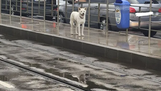 Un câine alb stă pe un trotuar umed lângă un gard metalic, în fața unor mașini parcate și a unui coș de gunoi albastru.