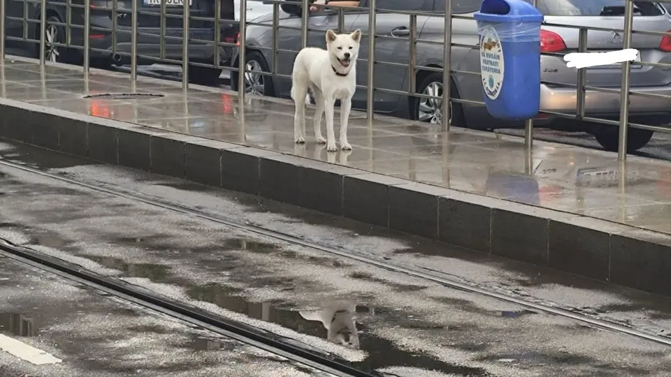 Un câine alb stă pe un trotuar umed lângă un gard metalic, în fața unor mașini parcate și a unui coș de gunoi albastru.
