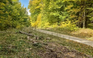 Un drum de țară străbate o pădure cu copaci cu frunziș verde și galben sub un cer senin.